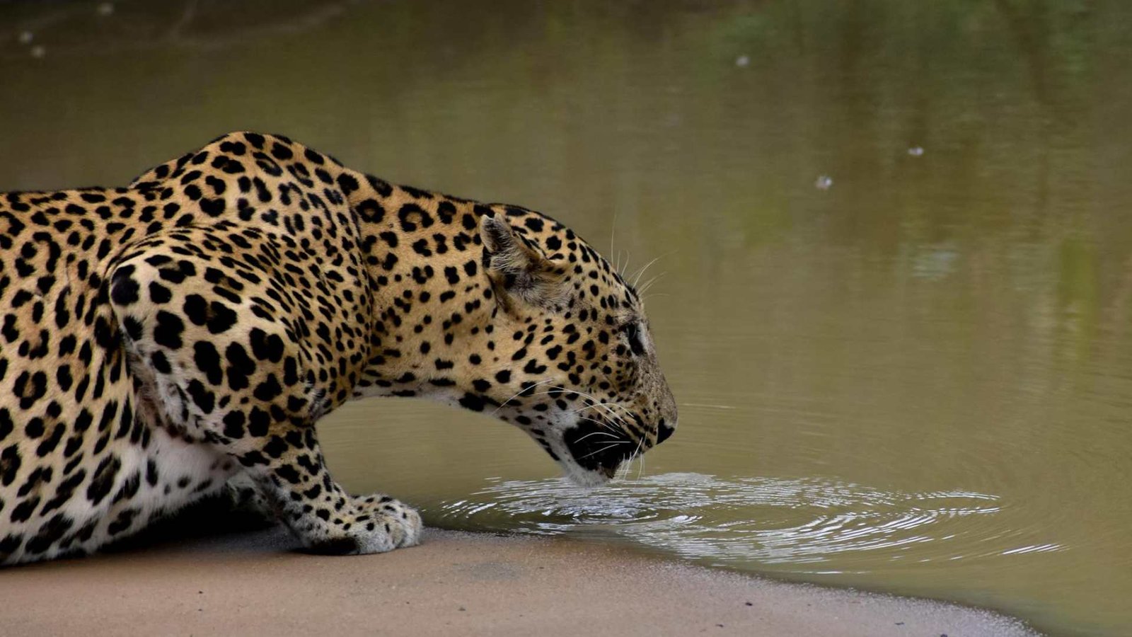 Leopards, elephants & blue whales