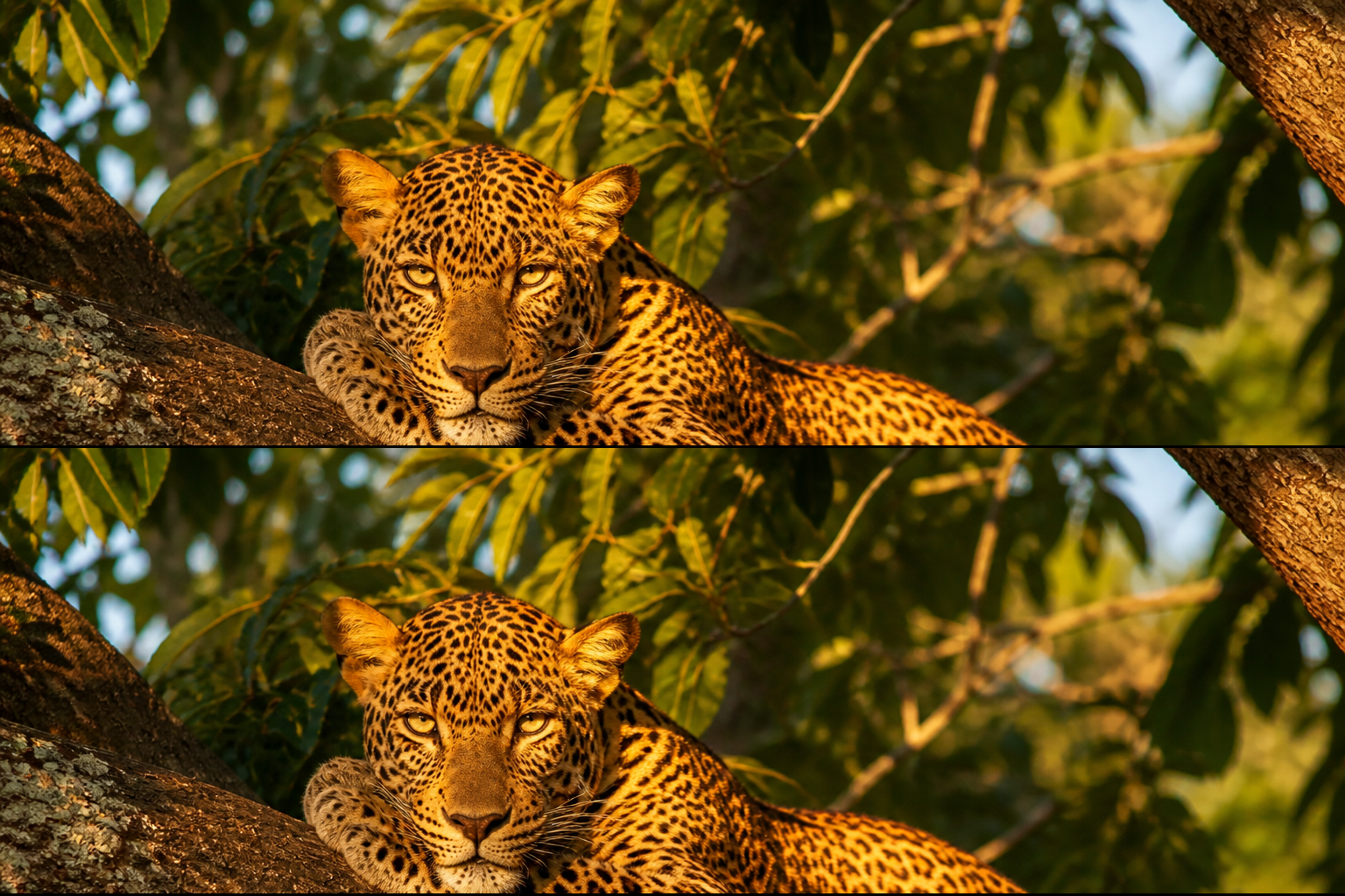 Yala National Park Safari